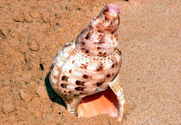 Rev Alalani Blowing the Conch Shell